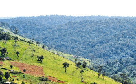 GideonNgumbau's tweet photo. Unbelievable Carnage and Rapacious Destruction of Mau Forest. Silly Politicians as usual fanning ethnic diatribe. Is there a special community entitled to Damaging the Environment with Impunity ?  

#SaveMauNow https://t.co/UbPAi0Uq51