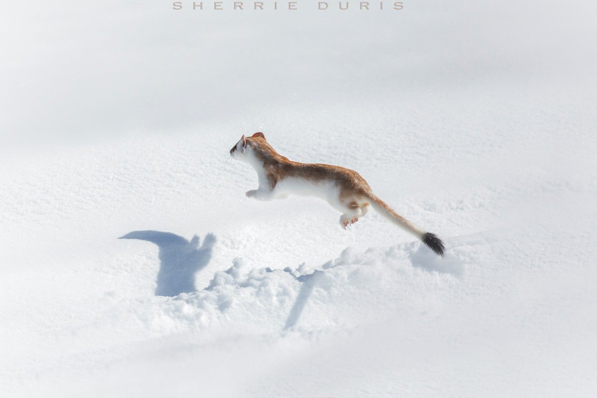 CPW_NE's tweet photo. Estes Park photographer @sherrieduris captured this long-tailed weasel. Of the 8 members of the weasel family known in Colo., only 2 are called weasels: the long-tailed &amp; the short-tailed weasels. Both turn white in winter except for the tip of the tail. Both are brown in summer https://t.co/PEtxmOXEtN
