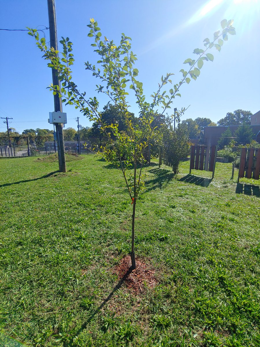 lyb_bham's tweet photo. We are very appreciative of the love and care Norwood Elementary School staff and the Norwood Neighborhood Association are giving to their Junior Masters Garden! Each pear and plum tree are reaching for the sky. ❤ https://t.co/M2jaA6a1Gi