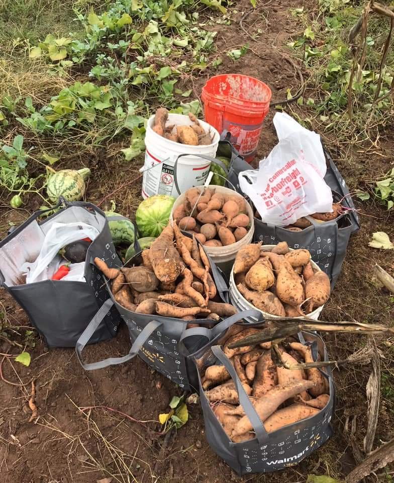lyb_bham's tweet photo. The Bush Hills Neighborhood Association is reaping their harvest! 🍂 It's truly amazing to see the yield they produce. 👏 #LoveYourBlock https://t.co/FxroCSHX5d