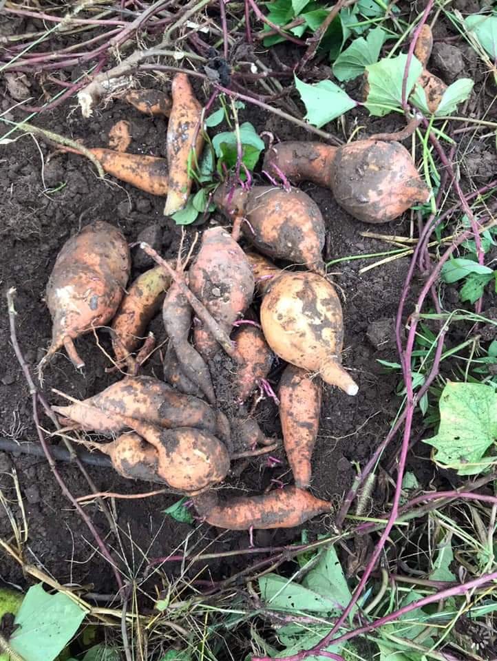 lyb_bham's tweet photo. The Bush Hills Neighborhood Association is reaping their harvest! 🍂 It's truly amazing to see the yield they produce. 👏 #LoveYourBlock https://t.co/FxroCSHX5d