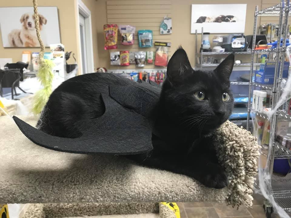 KeriPrairieVet's tweet photo. Happy Halloween weekend from everyone at the clinic! https://t.co/wj3eNgvuKR