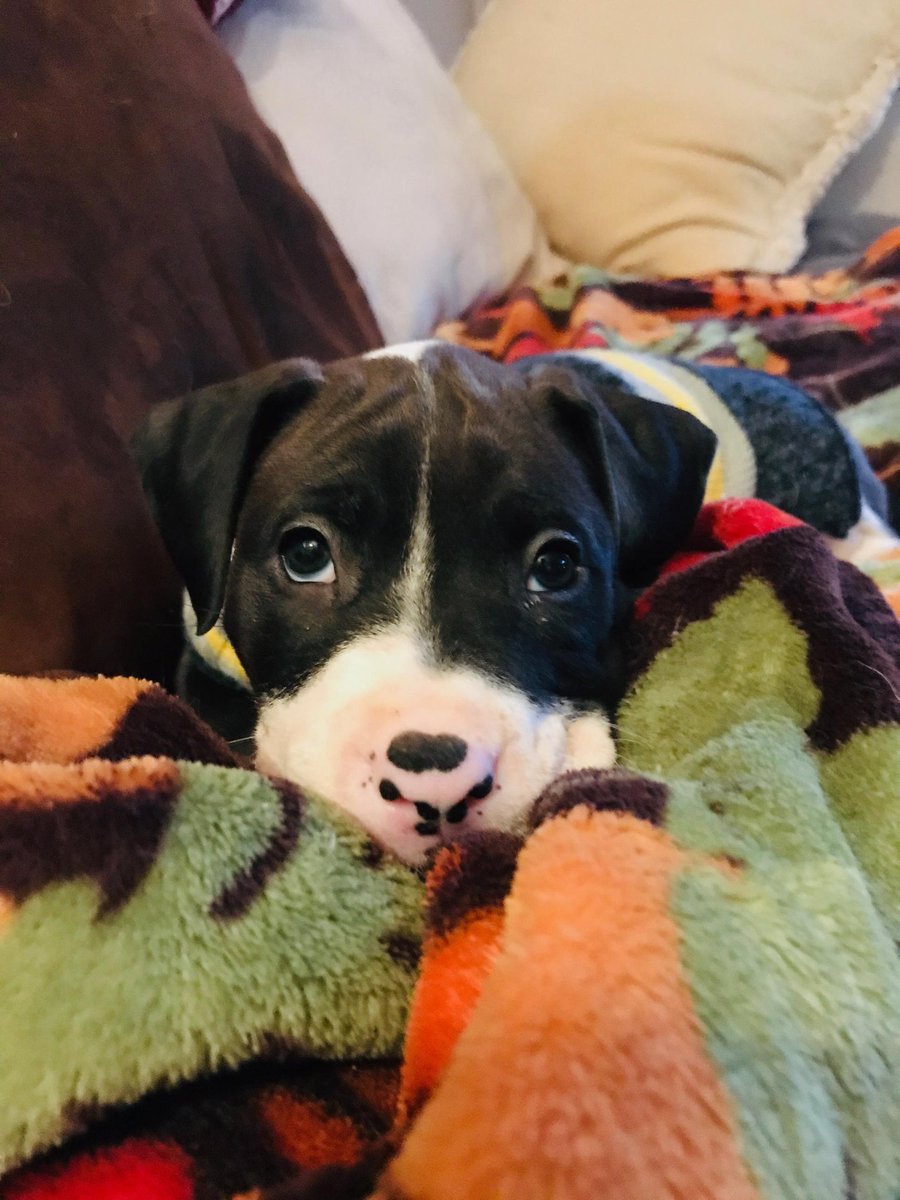 Enzo :) another beautiful rescue