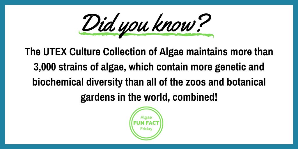 ATECalgae's tweet photo. It's time for our first #AlgaeFunFactFriday! This week's fun fact is brought to you by the @UTEX_CC.

Check us out every Friday to learn something new!
#Algae #AlgaeEducation #DidYouKnow #ATEC https://t.co/ugWKG7ErHM