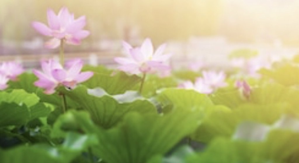 #46- MOST COMMON CHINESE WORD: 發/发（fā) Coleridge QUOTE gardenhaiku.wordpress.com/2019/10/30/46-…