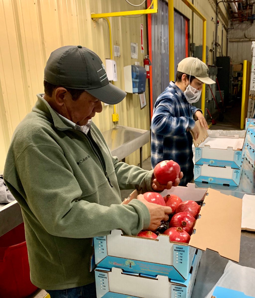 KingsAgComm's tweet image. Kings County Inspectors inspecting pomegranates for export.
