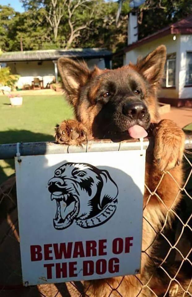 viriidian_fox's tweet photo. beware of the dog

 @DoggoDating https://t.co/PJREkMDUcy