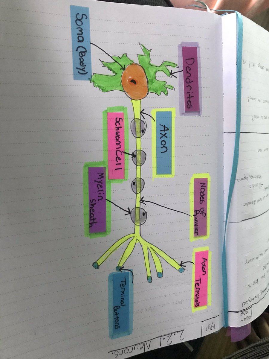 Mbennettbio's tweet photo. #RHSBMS my favorite page in my journal ! https://t.co/TdSo1xtEXS