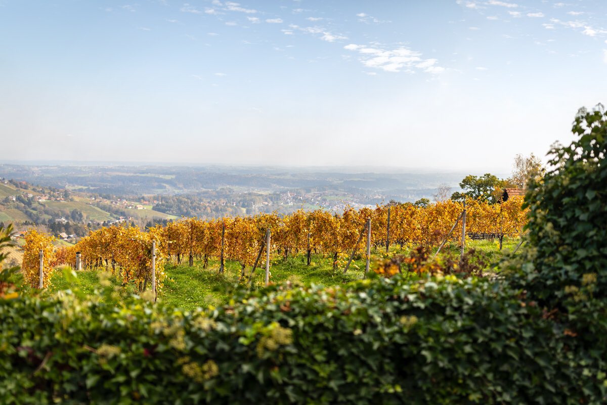 AustrianWineUK's tweet photo. Austria has roughly 46,500 hectares of vineyards. In other words, we make a lot of wine! Pop into your local wine shop to see what Austrian gems they have in stock! © Blickwerk Fotografie-Manuel Zauner https://t.co/KZMa2QD682