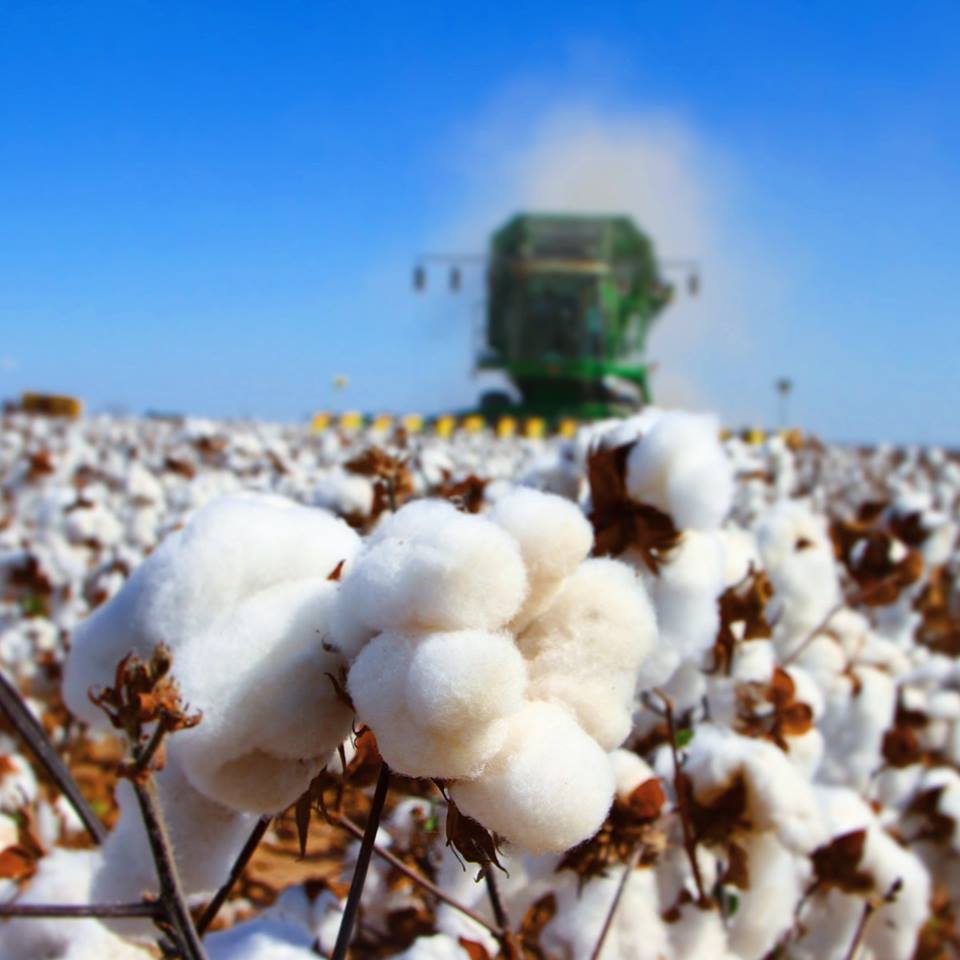 TexasFarmBureau's tweet photo. Fluffy cotton boll. To your t-shirts and blue jeans. And one bale of cotton, which weighs about 480 pounds, can make:

- 215 jeans
- 249 bed sheets
- 690 terry bath towels
- 1,256 pillowcases
- 4,321 mid-calf socks https://t.co/vLHfYV30kA
