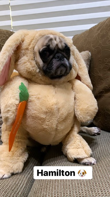#pug #puglife #DogsInCostumes #hamiltonthepug I literally can&rsquo;t 😩 with how adorable hammy was in his<a href="/tag/pug"class="tags">#pug</a><a href="/tag/puglife"class="tags">#puglife</a><a href="/tag/dogsincostumes"class="tags">#DogsInCostumes</a><a href="/tag/hamiltonthepug"class="tags">#hamiltonthepug</a>