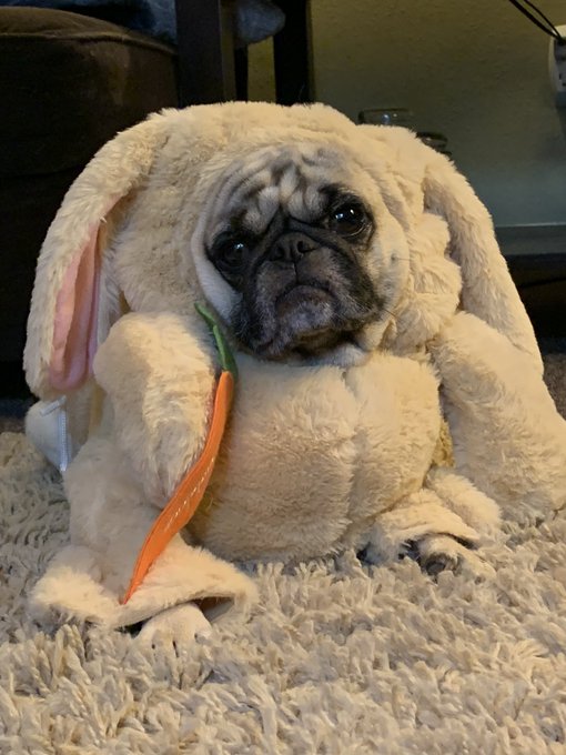 #pug #puglife #DogsInCostumes #hamiltonthepug I literally can&rsquo;t 😩 with how adorable hammy was in his<a href="/tag/pug"class="tags">#pug</a><a href="/tag/puglife"class="tags">#puglife</a><a href="/tag/dogsincostumes"class="tags">#DogsInCostumes</a><a href="/tag/hamiltonthepug"class="tags">#hamiltonthepug</a>