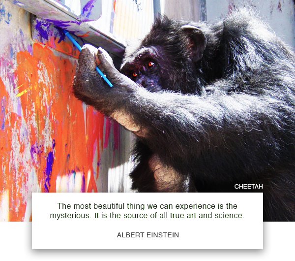 SaveTheChimps's tweet photo. Our #AllThingsChimp fall #auction begins Friday 11/8 with #art, #photography, #gifts, once-in-a-lifetime experiences &amp; more. It's not only a great way to support the chimps—it’s also a wonderful way to prepare for the holiday season, with all kinds of gift ideas for chimp lovers. https://t.co/OKUVC40BzS