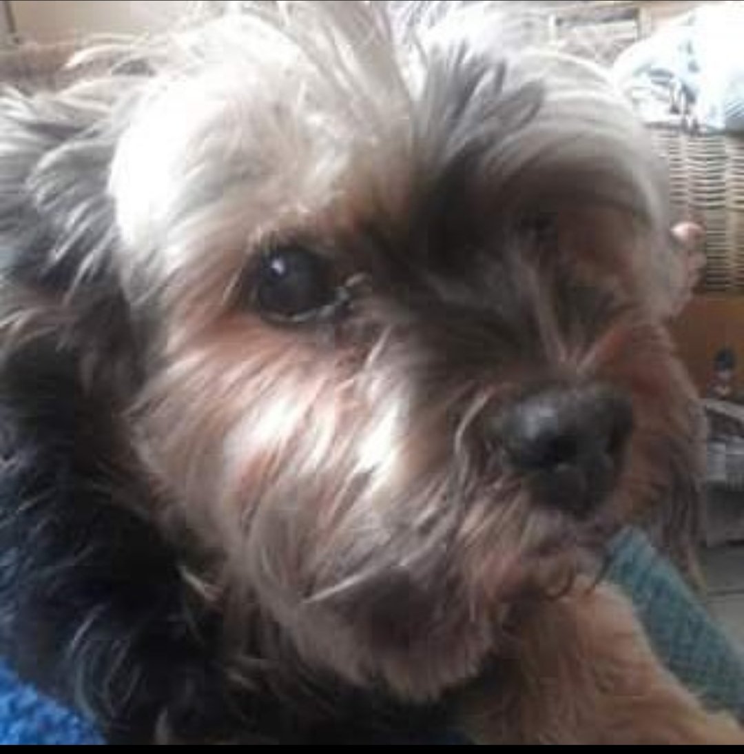 7eaLama's tweet photo. Hommage à toi Saxo, mon frère.. tu me manques tant.. ca fait maintenant presque 5 ans que tu n est plus là.. je t aimerais toujours ptite boule de poils. à bientôt #30millionsdamis #amonami https://t.co/l8lDulnvpG