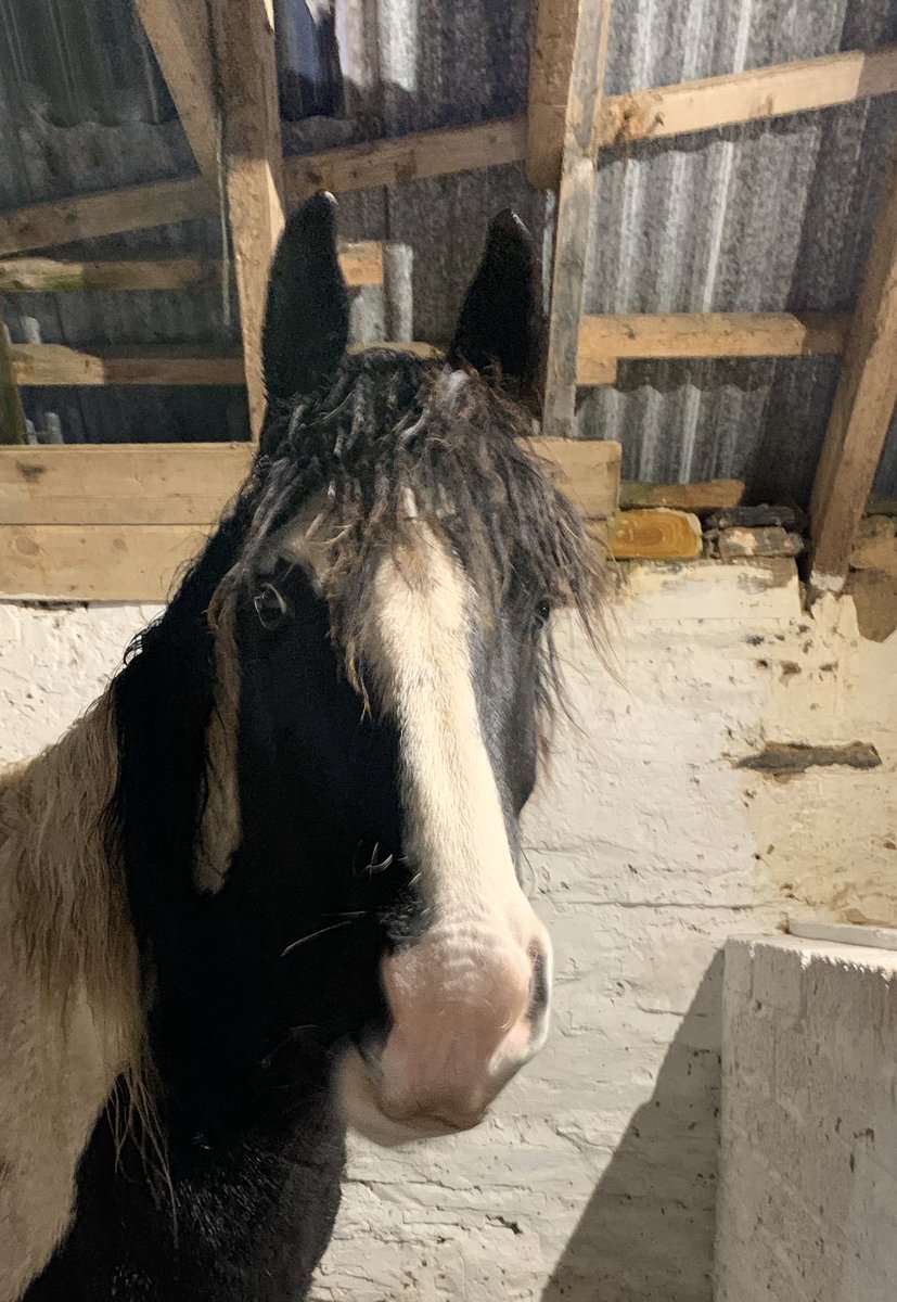 NavajoBirdsong's tweet image. Horses in, suppers munched, new wellies tested.. (mine-not horses)... #winterroutine