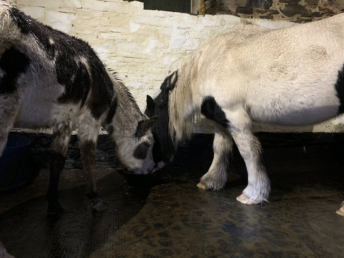 NavajoBirdsong's tweet image. Horses in, suppers munched, new wellies tested.. (mine-not horses)... #winterroutine