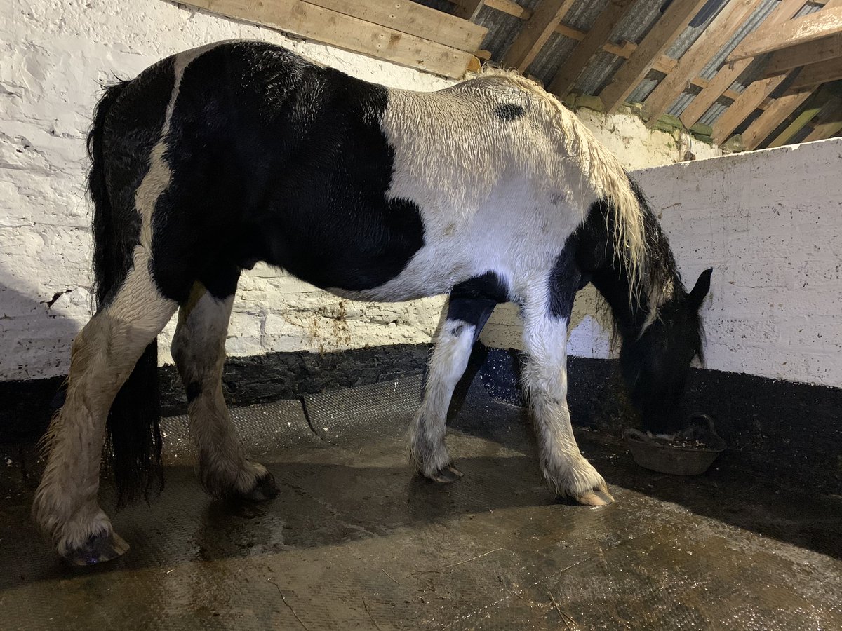 NavajoBirdsong's tweet image. Horses in, suppers munched, new wellies tested.. (mine-not horses)... #winterroutine