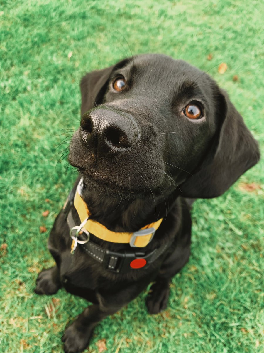 PuppyDjango's tweet photo. https://t.co/3b9PL9SmtH