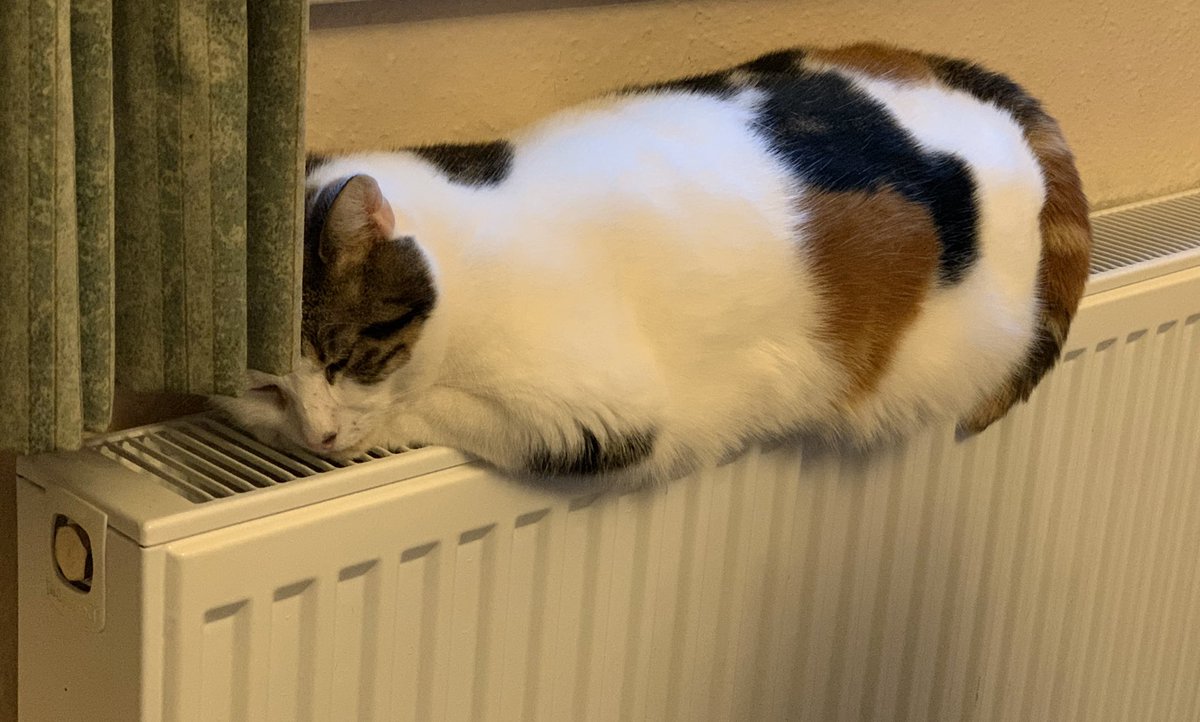 I think our Cassie is cold mol 😹