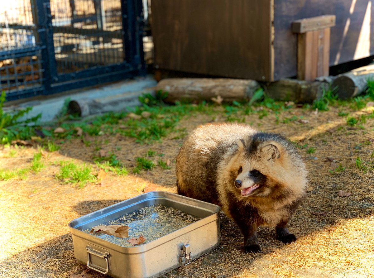 ট ইট র おびひろ動物園 公式 埋もれてないタヌキと 埋もれタヌキ おびひろ動物園 エゾタヌキ Obihirozoo Raccoondog 今日のたぬき Tanuki