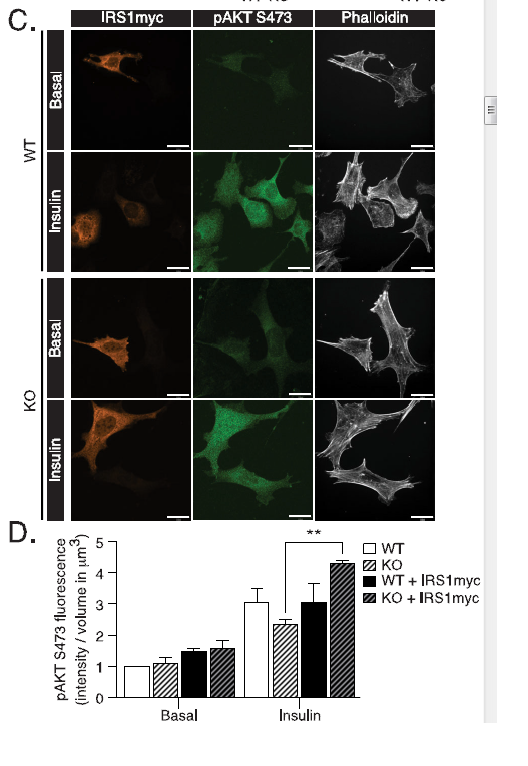 jbiolchem's tweet photo. Deficiency of the autophagy gene ATG16L1 induces insulin resistance through KLHL9/KLHL13/CUL3-mediated IRS1 degradation

https://t.co/sAbua25Ikl https://t.co/FCXlZbAg0N