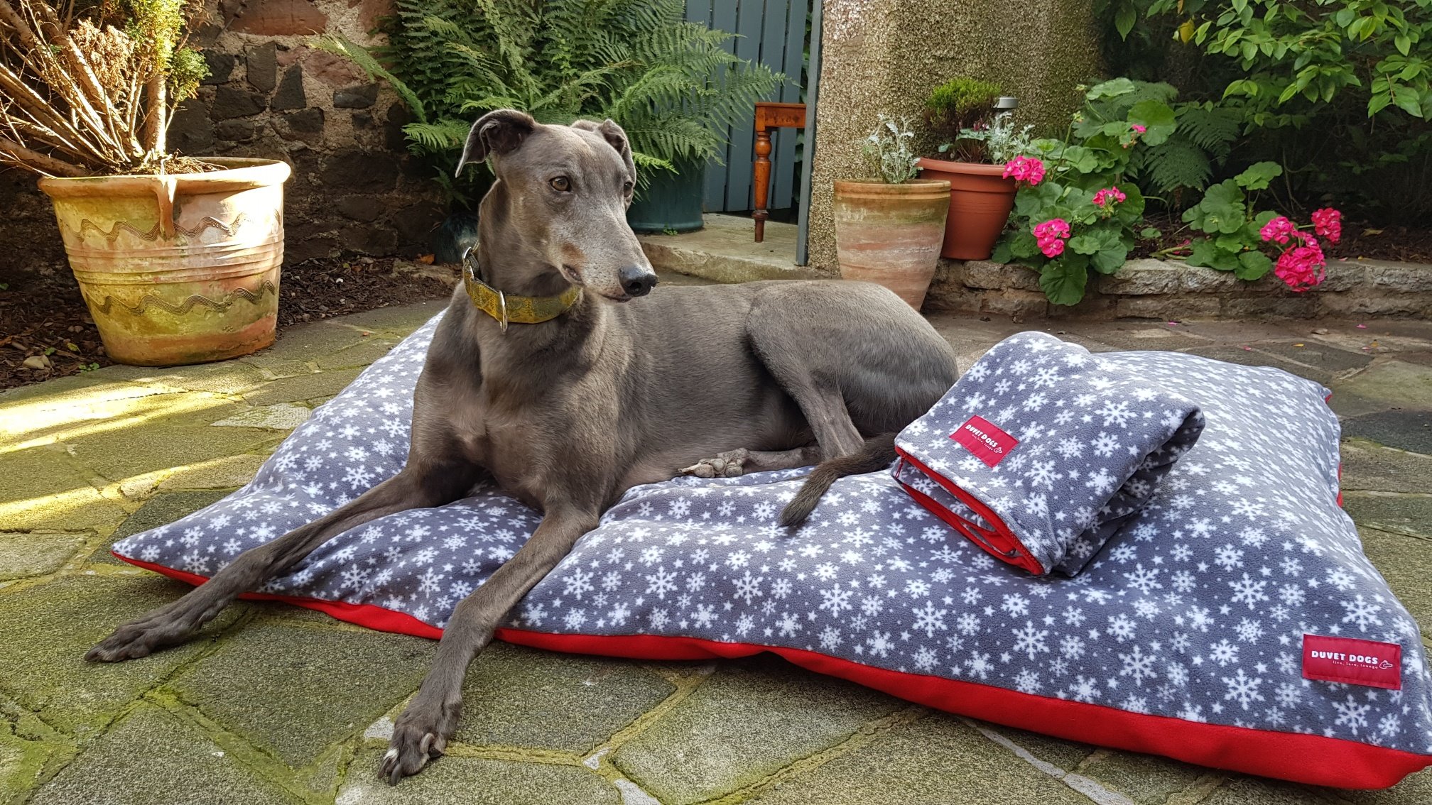 Dog Beds For Whippets Uk | informacionpublica.svet.gob.gt
