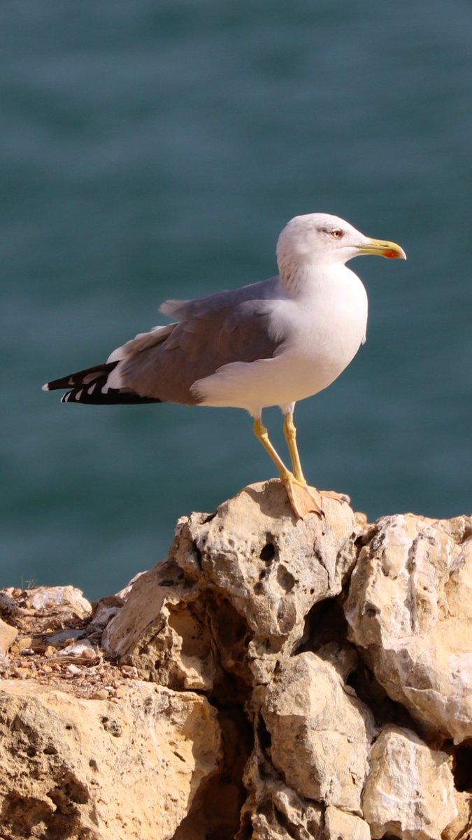 Albufeira cliffs today hoping for Blue Rock Thrush unfortunately never saw one, but added Crag Martin and  loads of Yellow-legged Gulls.