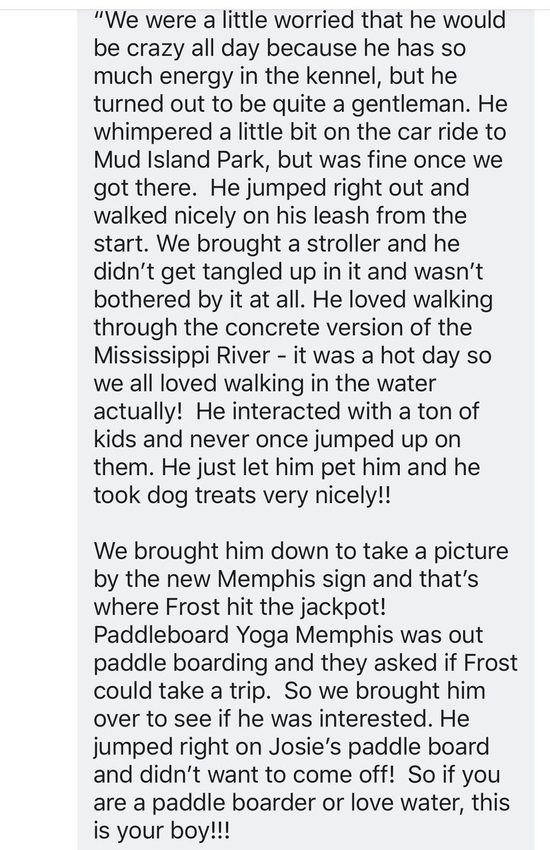 reddogsusie's tweet photo. #TN #MEMPHIS
🆘🆘ADOPTED &amp; RETURNED FOR NOT GETTING ON WITH FAMILY PET! Buddy aka Frost 4yo boy hw+ adopted in July, now back! Buddy is a great dog who loves kids,a wannabe snugglebug who loves water!Read Below-desperate 4A home! #ADOPT #PLEDGE #A313944 
https://t.co/QMU8sEMhKd https://t.co/t3umb5Dbfe