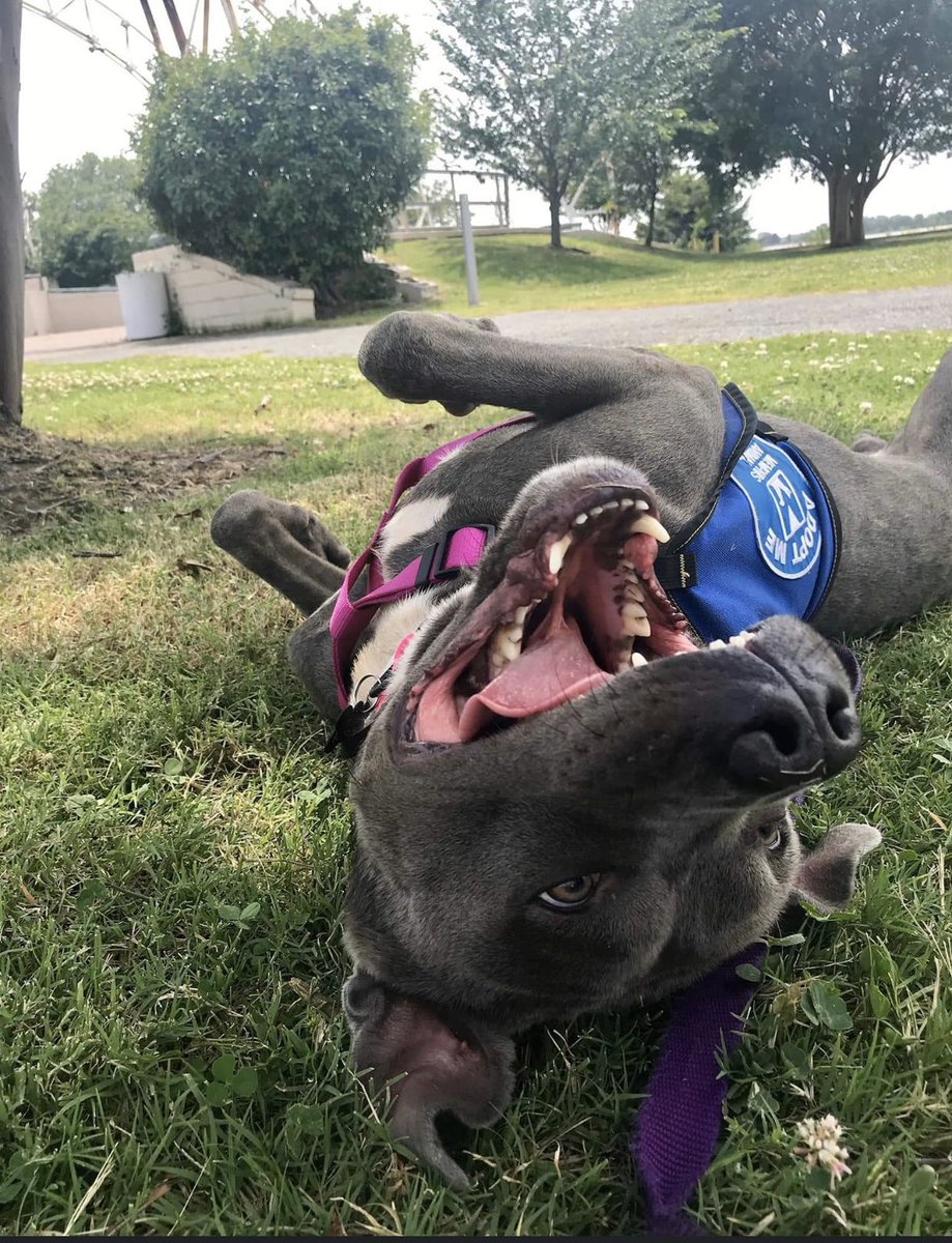 reddogsusie's tweet photo. #TN #MEMPHIS
🆘🆘ADOPTED &amp; RETURNED FOR NOT GETTING ON WITH FAMILY PET! Buddy aka Frost 4yo boy hw+ adopted in July, now back! Buddy is a great dog who loves kids,a wannabe snugglebug who loves water!Read Below-desperate 4A home! #ADOPT #PLEDGE #A313944 
https://t.co/QMU8sEMhKd https://t.co/t3umb5Dbfe
