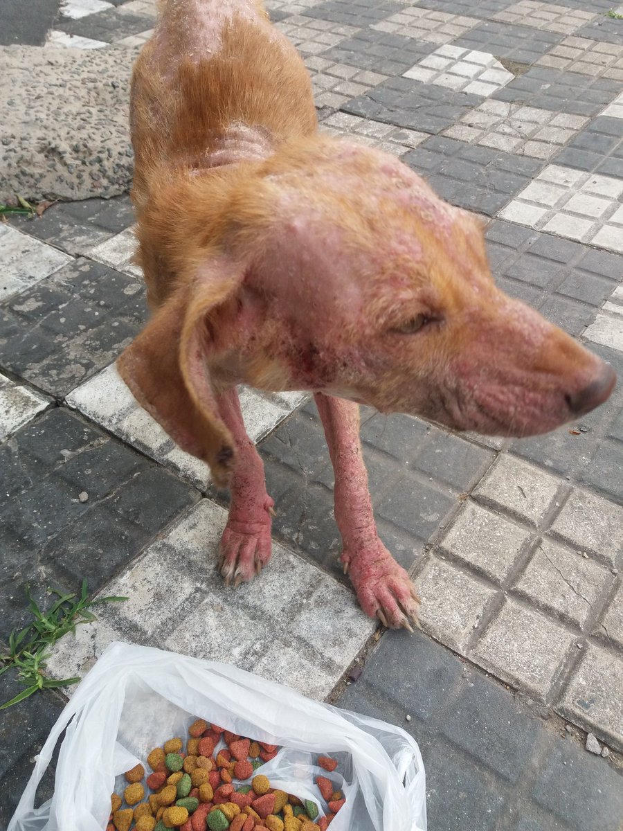tatysolcito's tweet photo. Gente necesito tránsito urgente, me puedo hacer cargo de la veterinaria . Por favor compartan https://t.co/DMohLvR1m1