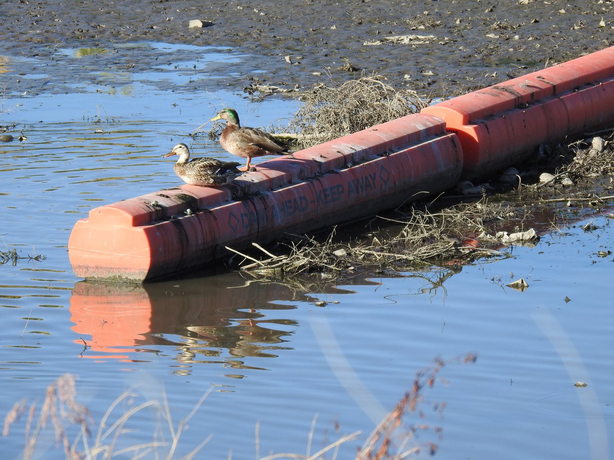 ABQFloodControl's tweet photo. November 1, 2019- #AMAFCA #FacilityFrday The North Diversion Channel Outfall Booms are well at work capturing a lot of debris before it is released into the Rio Grande. As you can see the wildlife at the outfall are enjoying them also! https://t.co/DFmH6Fk5og