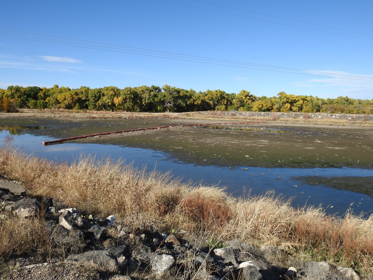 ABQFloodControl's tweet photo. November 1, 2019- #AMAFCA #FacilityFrday The North Diversion Channel Outfall Booms are well at work capturing a lot of debris before it is released into the Rio Grande. As you can see the wildlife at the outfall are enjoying them also! https://t.co/DFmH6Fk5og