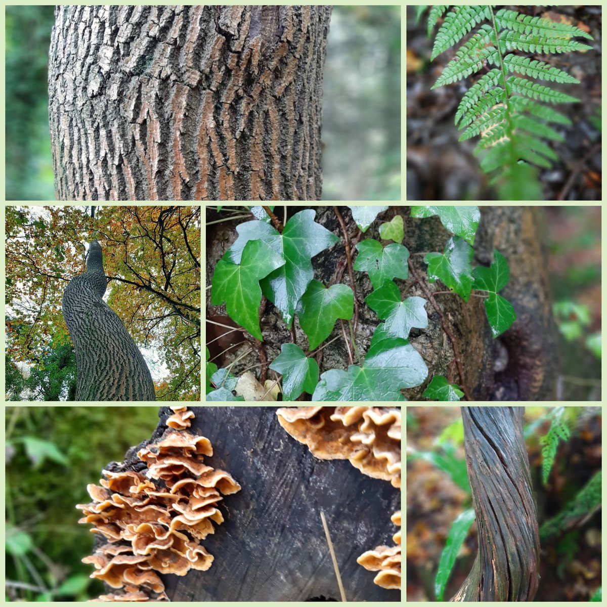 Week off at the forest of Dean....