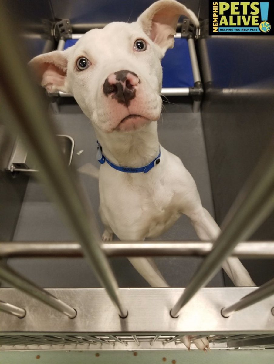 reddogsusie's tweet photo. #TN #MEMPHIS
🆘🆘CODE RED Haze 6mo hw- this sweet girl is sooo skinny! She’s had a hard time in her young life💔So pretty, friendly &amp; longing to be loved! Pls, be her hero! #ADOPT #PLEDGE #RESCUE #FOSTER #A318740 SHELTER IS FULL
https://t.co/f3TS7wWfO4 https://t.co/dsrhrtqt0O