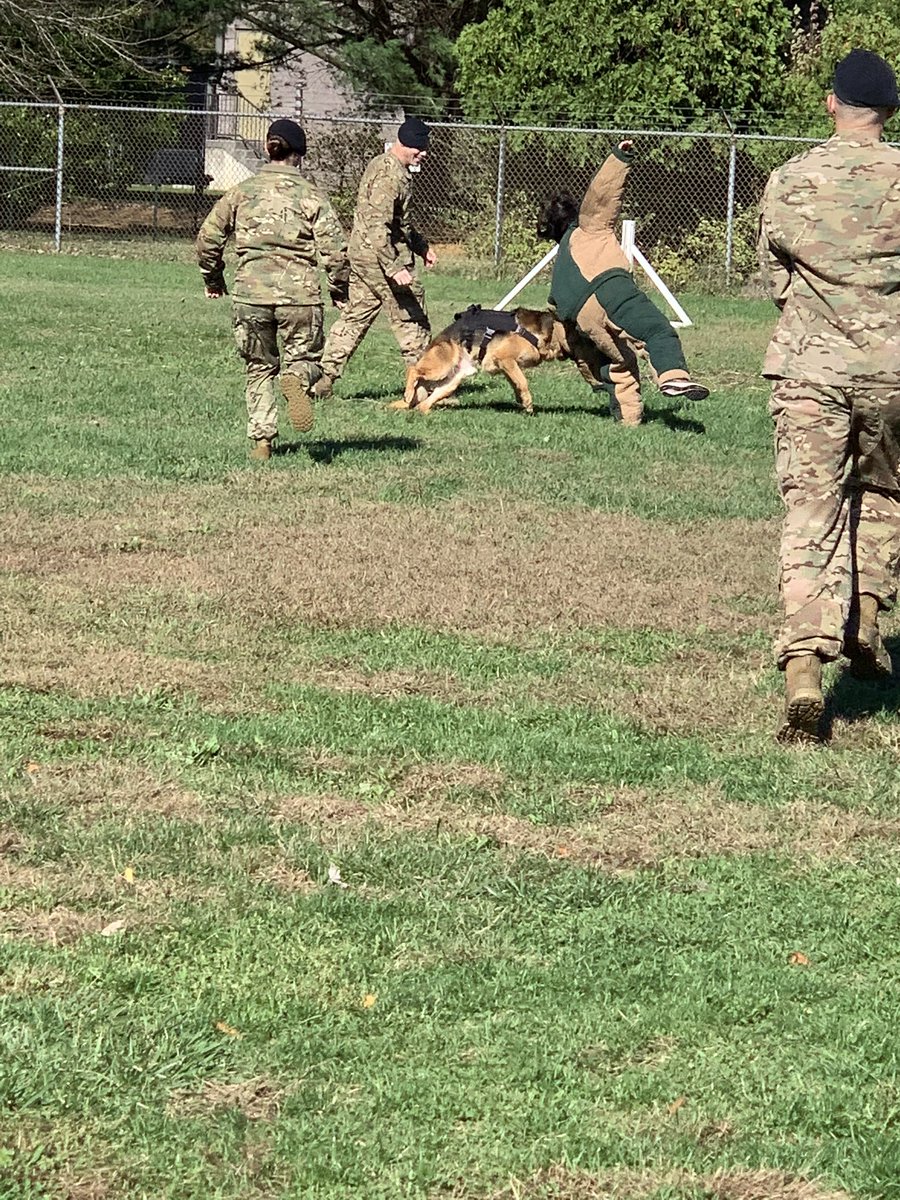 TAKEDOWN. #MilitaryWorkingDog 🇺🇸🤣❗️