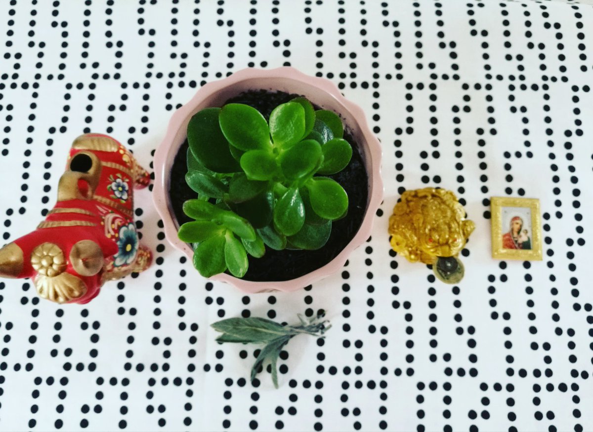 MyYellowBricks's tweet photo. @TootsHomeTrends I love the money plant, not sure of its real name https://t.co/tEcFAON8kJ