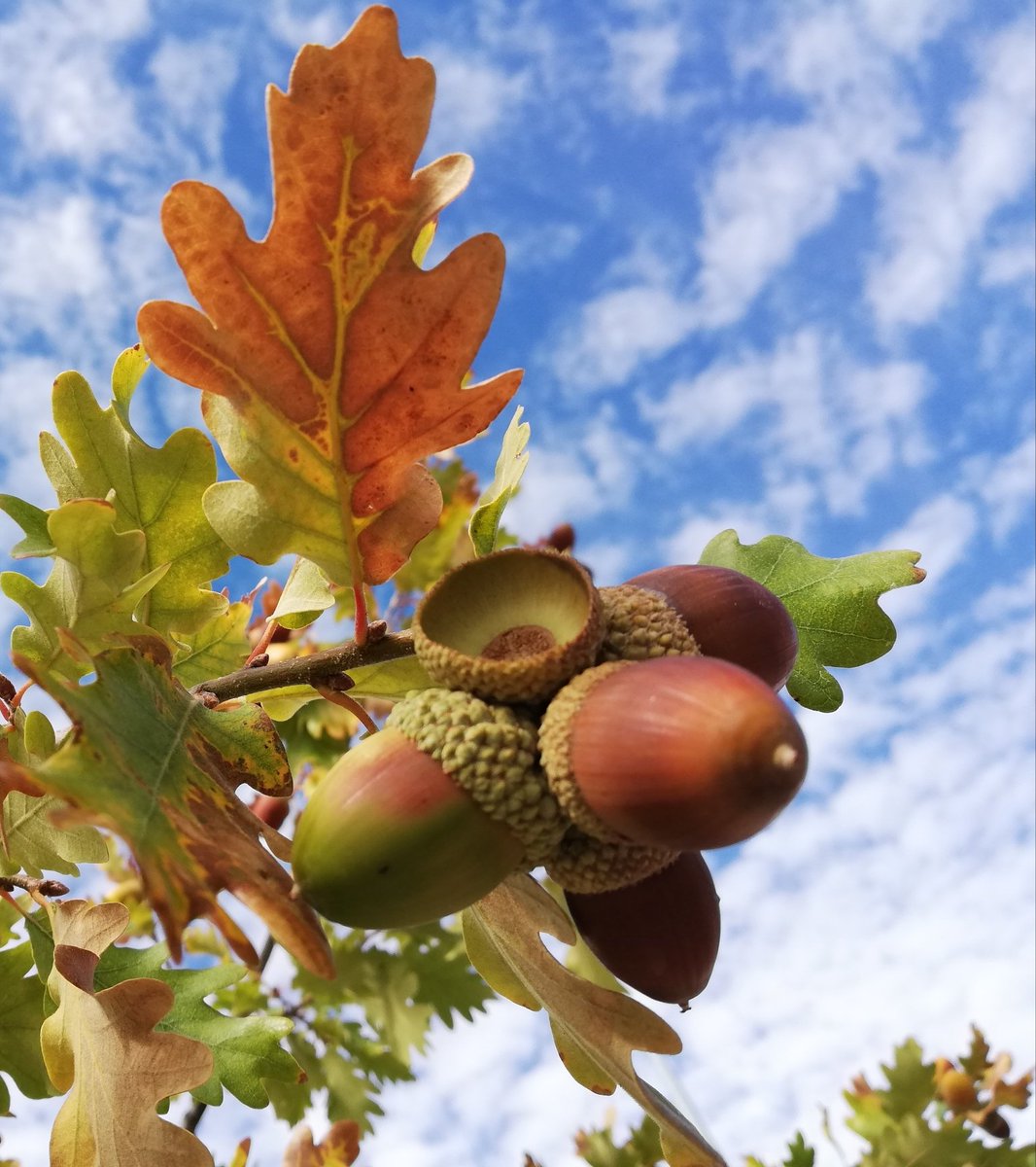CÁTEDRA DE MICOLOGÍA:Mañana sábado 2 de noviembre Día de los Difuntos, a las 7 de la tarde, en el Centro Micológico de NAVALENO: CONFERENCIA de Juan Andrés Oria de Rueda: "Hongos- Arboles y su lenguaje 🤫 secreto". No te la pierdas