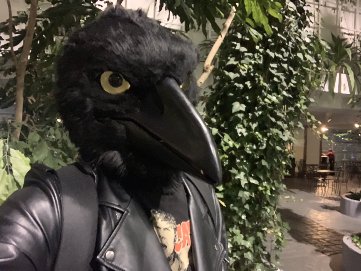 FelisSundae's tweet photo. #FursuitFriday once again! 

.....but why not feather Friday instead🤔

This message brought to you by: Birds! We’re everywhere! https://t.co/zxXcaZUkvv