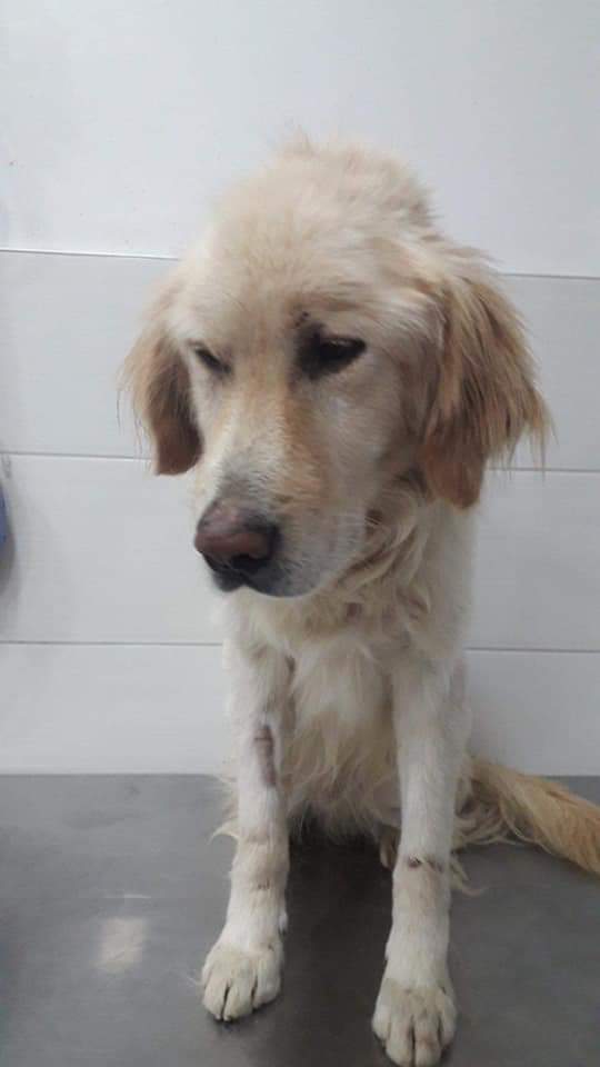 second chance goldens