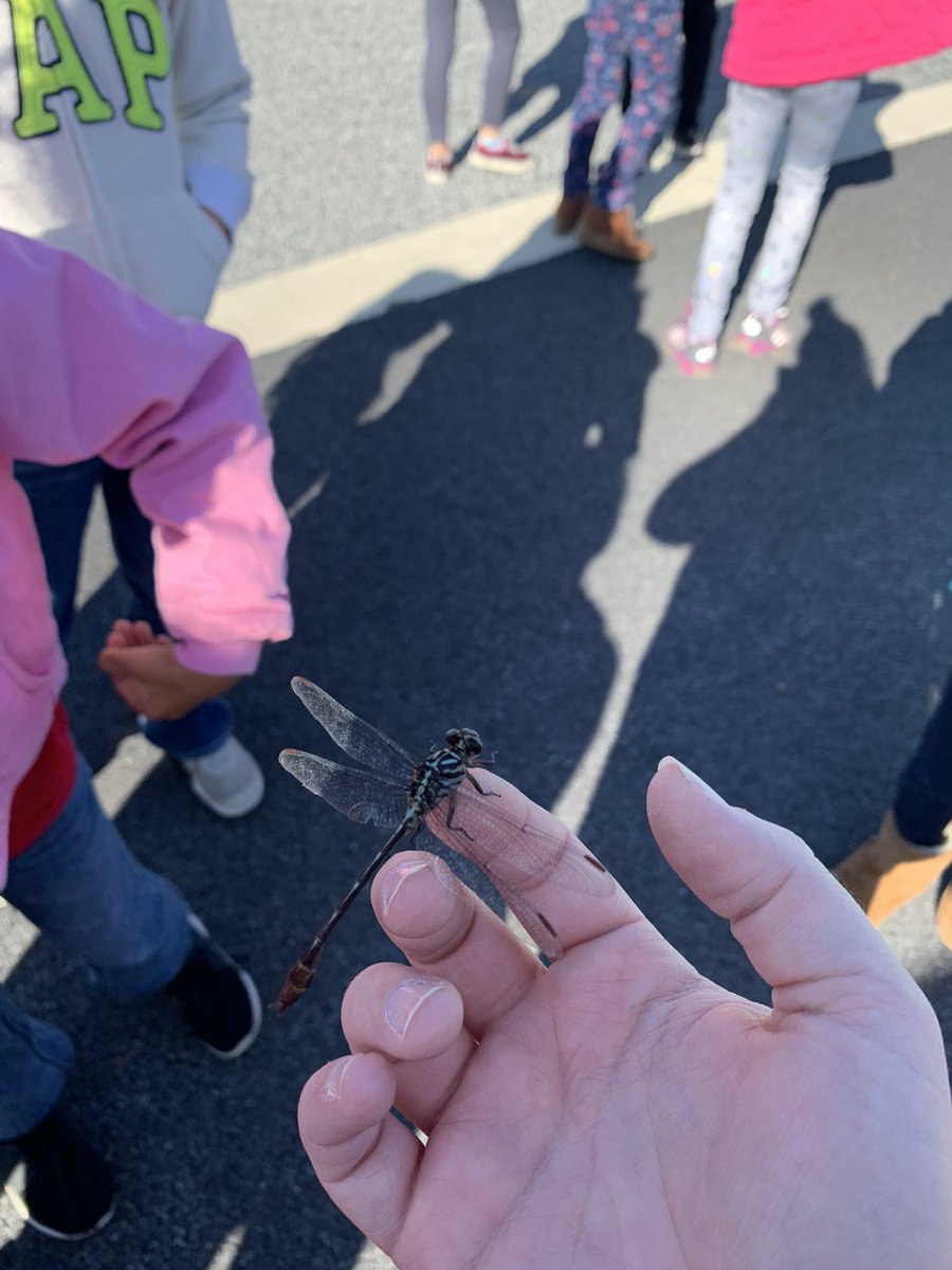 Today kiddos got to see a dragonfly up close!