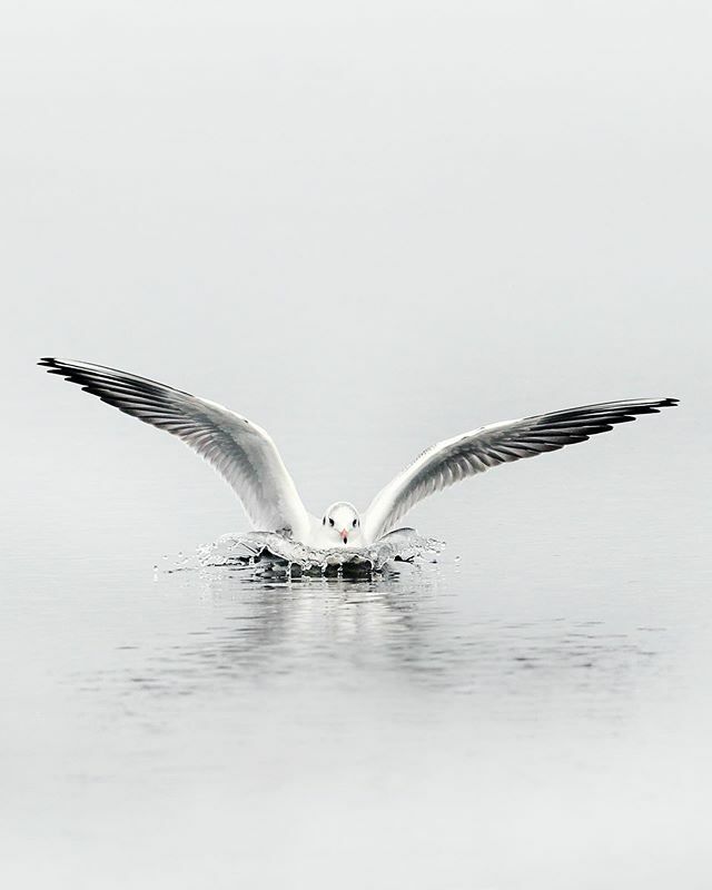 Splash. #bb_of_ig #allmightybirds 
#bestbirdshots #excellent_nature #earthcapture @wwfscotland
#thewildlifebiologist #Majestic_Wildlife_ #whywelovenature #birdsofinstagram #wildlife_inspired #yourscotland #wildlife #birdselite #birdinflight #birding_loun… ift.tt/337STer