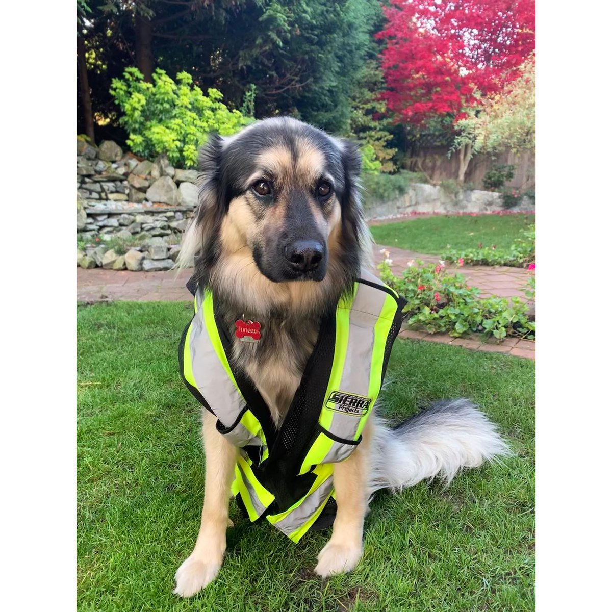 Juneau is doing a site visit today to make sure everyone is wearing their safety gear 🐶 🚧

#dog #officedog #dogs #safety #safetyvest #construction #buildingupgrade #buildingmaintenance #designbuild #tenantimprovement #contractor #sierraprojects