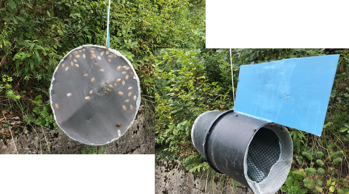 Prof Max Suckling (@profsuckling) on Twitter photo Live Traps for Adult Brown Marmorated Stink Bugs #bmsb
doi.org/10.3390/insect…
Video: bit.ly/2oCEWWG
<a href="/MPI_NZ/">Ministry for Primary Industries</a> <a href="/HortNZ/">Horticulture New Zealand</a> <a href="/fondazionemach/">Fondazione Edmund Mach</a> <a href="/plantandfood/">Plant & Food Research</a>
Novel traps caught up to 15-times more adult Halyomorpha halys than identically-baited sticky panels. Live Traps for Adult Brown Marmorated Stink Bugs #bmsb
doi.org/10.3390/insect…
Video: bit.ly/2oCEWWG
<a href="/MPI_NZ/">Ministry for Primary Industries</a> <a href="/HortNZ/">Horticulture New Zealand</a> <a href="/fondazionemach/">Fondazione Edmund Mach</a> <a href="/plantandfood/">Plant & Food Research</a>
Novel traps caught up to 15-times more adult Halyomorpha halys than identically-baited sticky panels.