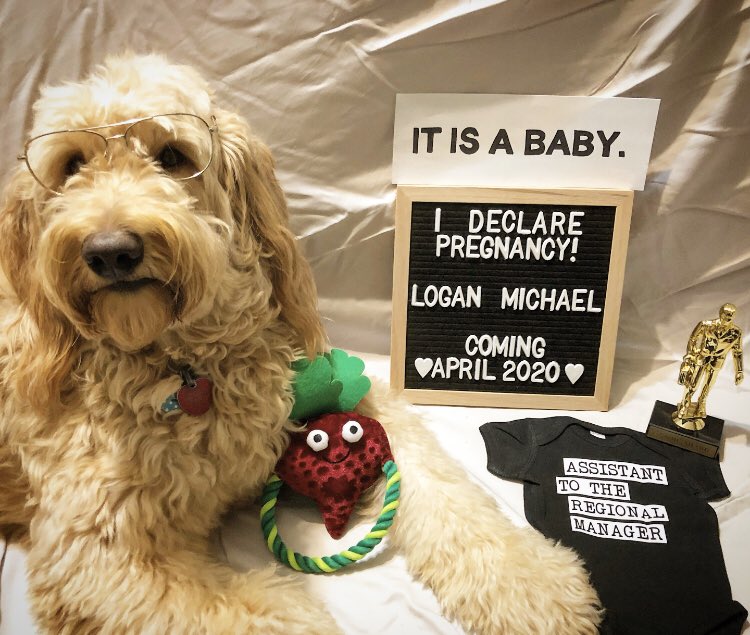 MrsMohl_HPE's tweet photo. Bears. Beets. BABY MOHL! Baby boy coming April 2020 πΆπΌ #LoganMichael #HolyMohly #TheOffice #NissaBear https://t.co/7uPhu5aFdj