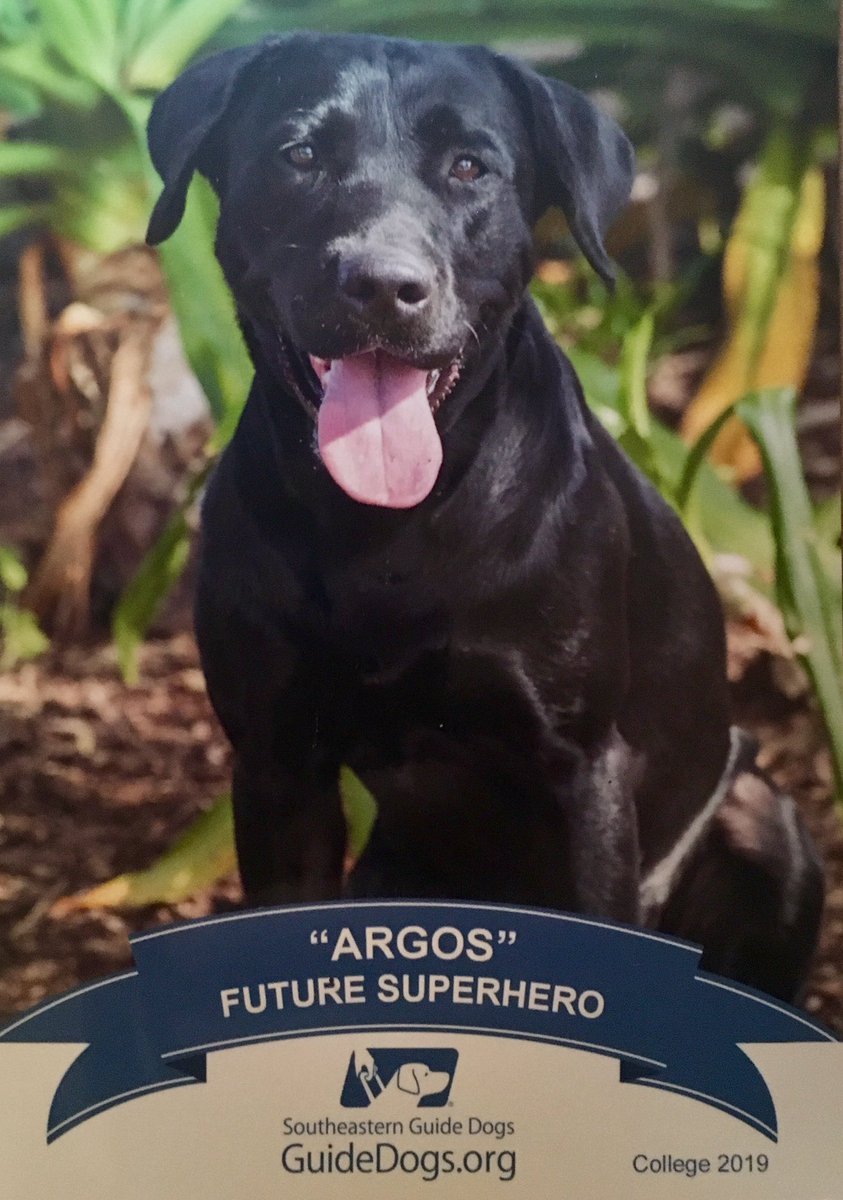 Jared_Leone's tweet photo. The Little One is all growed up.
Thanks for the college pic @SEGuideDogs
Argos is no longer a breeder candidate, but he passed his initial screenings and is working to become a #guidedog #servicedog #southeasternguidedogs #padshobbes https://t.co/aNkSag5vO3