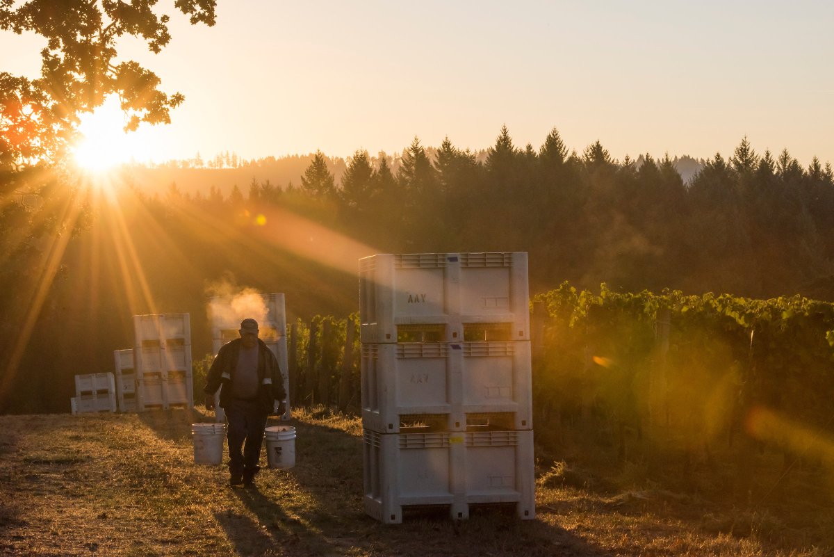 Another classic Willamette Valley harvest has come and gone, and none of it would be possible without the efforts of our vineyard workers. Here's to the men and women who make it all possible.

📷 | <a href="/ajphotos/">Andrea Johnson</a>