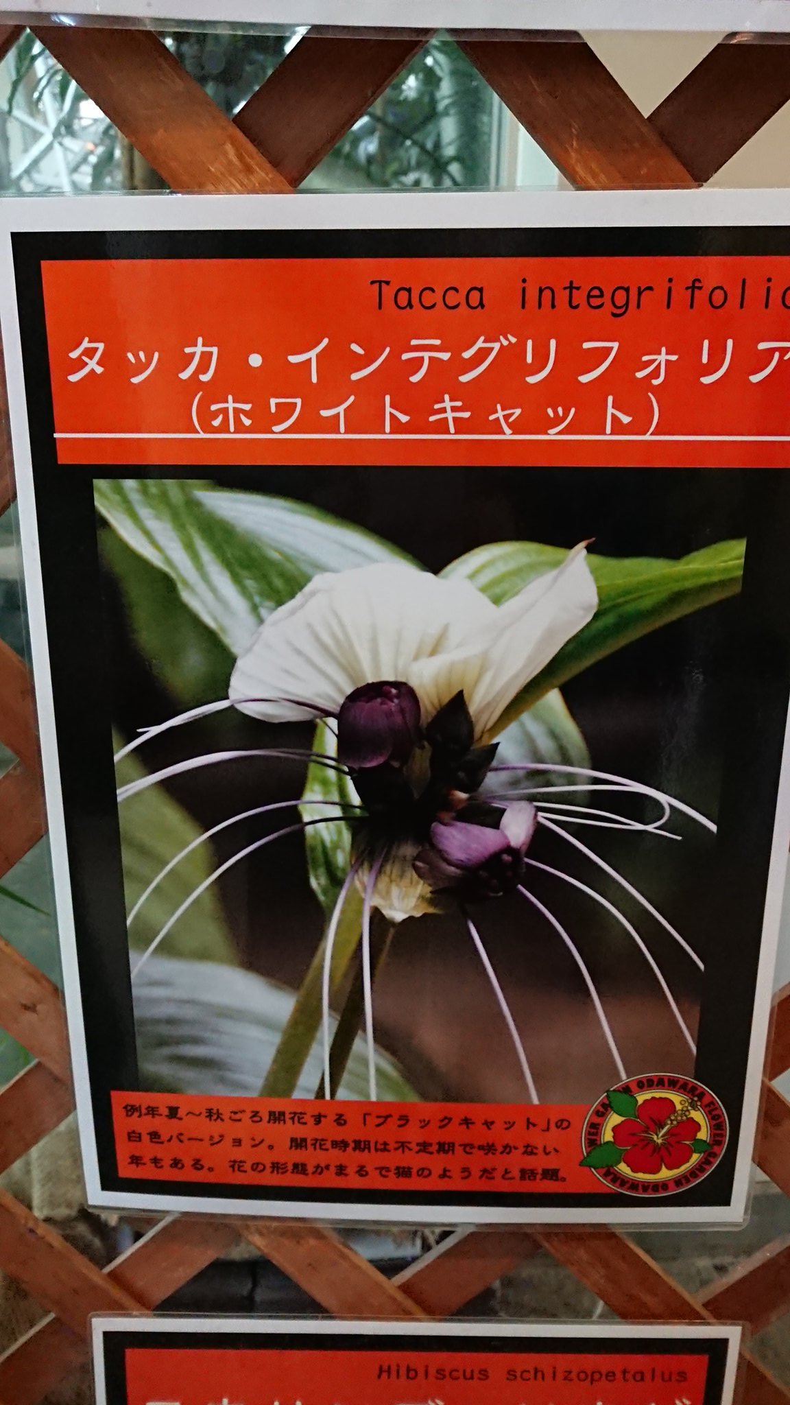 ゲルヒルデ 更にトロピカルドーム温室も見学して来ました୧ ๑ ㅁ ๑ ૭ ネコの名前 が付いたのが咲いてましたฅ W ฅニャー 小田原フラワーガーデン トロピカルドーム温室 タッカ インテグリフォリア ホワイト キャット キャットテール T Co ゲルヒルデ 更にトロピカルドーム温室も見学して来ました୧ ๑ ㅁ ๑ ૭ ネコの名前 が付いたのが咲いてましたฅ W ฅニャー 小田原フラワーガーデン トロピカルドーム温室 タッカ インテグリフォリア ホワイト キャット キャットテール T Co