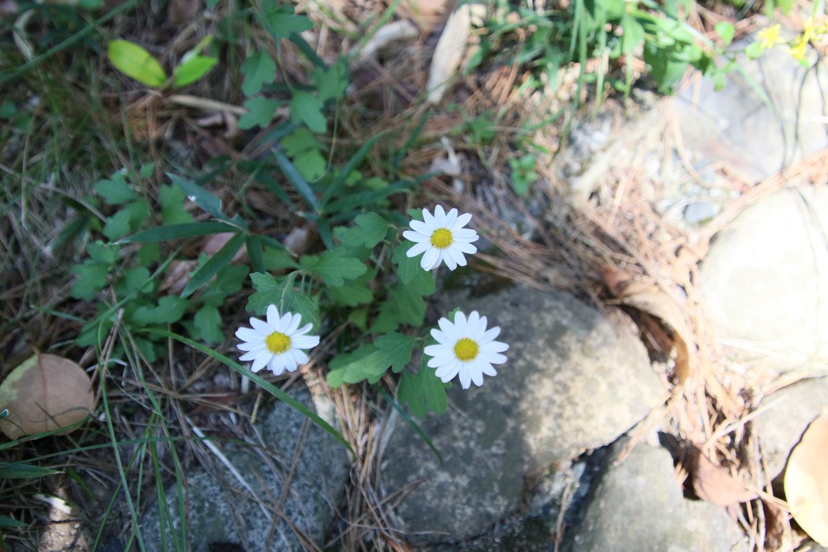 岡山県自然保護センター 白い三連星 竜脳菊という名前のキクです 竜脳樹という木と同じ匂い がすることから名前が付きました 植物から取れる精油の成分を脳というんだとか 最上級の成分ということで竜とつけたんでしょうか それとも竜脳樹の大きさ 60m 岡山県自然保護センター 白い三連星 竜脳菊という名前のキクです 竜脳樹という木と同じ匂い がすることから名前が付きました 植物から取れる精油の成分を脳というんだとか 最上級の成分ということで竜とつけたんでしょうか それとも竜脳樹の大きさ 60m
