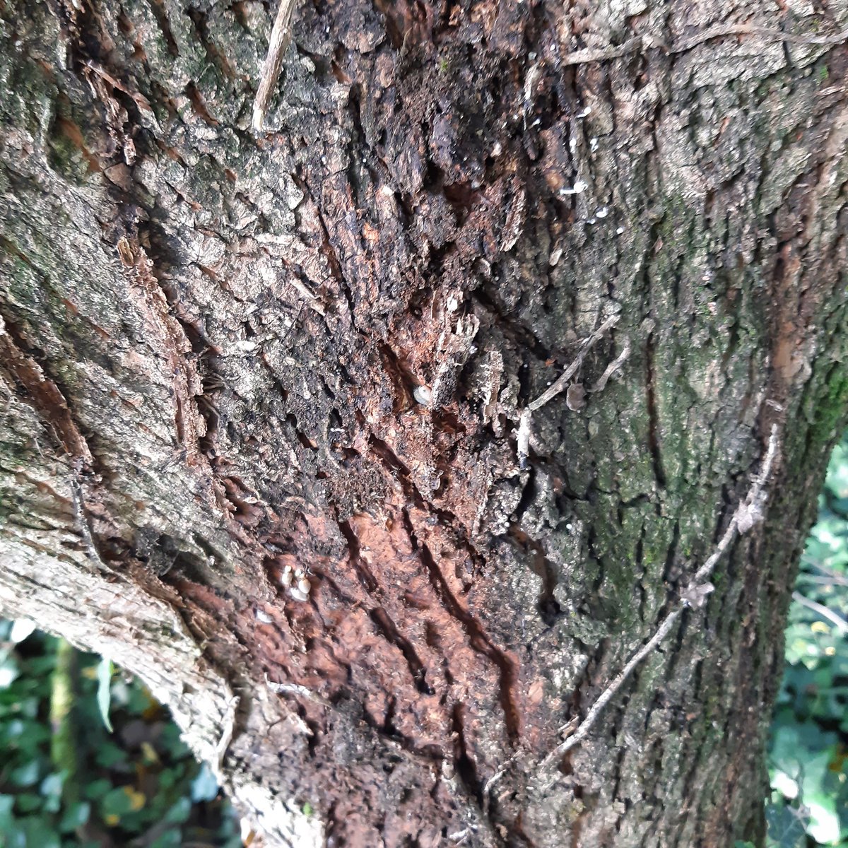 VerdeFare's tweet photo. I nostri Boschi di pianura vengono devastati dalle #edere
senza ungulati crescono indisturbate e stritolano gli alberi.
Sono in questo aiutate dalle formiche che divorano gli alberi invasi dalle edere
Se potete fermatele
@GiornTreviglio
@webecodibergamo
@arpalombardia
@LaraMagoni https://t.co/flsWTXCxsL