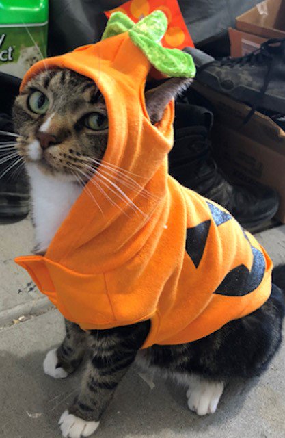 10FoldComms's tweet photo. We hope everyone had a fun and safe #Howloween! Here are some of our beloved #PRpets who made sure they didn't miss our on the festivites. Who's your favorite? (Part 1) https://t.co/4dlblyV9J6
